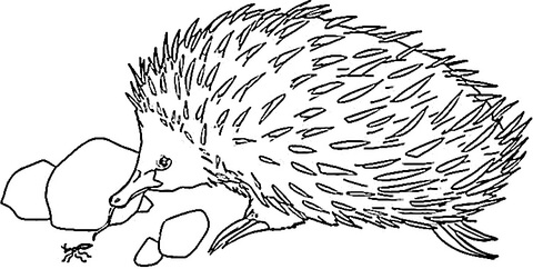 Echidna Is Looking For Food  Coloring Page